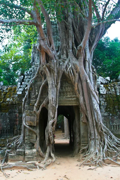 Banyan kořeny rostoucí na troskách wat ta phrom chrámu angkor — Stock fotografie