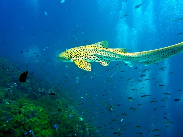 ピピ島周辺のアンダマン海の青い海で泳いでいるヒョウのサメ — ストック写真