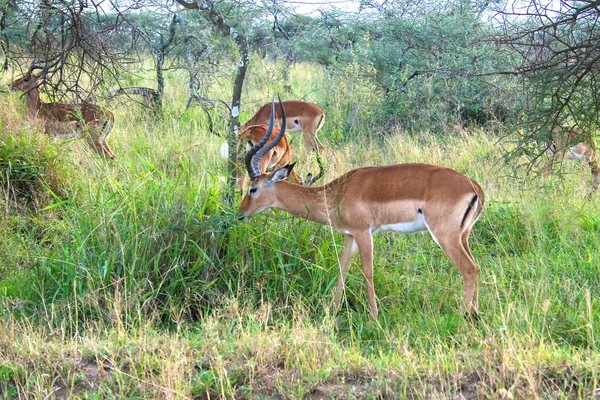 Дикая антилопа импала в Национальном парке Серенгети, Танзания — стоковое фото