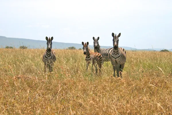 看着相机、 塞伦盖蒂国家公园、 坦桑尼亚的四个斑马. — 图库照片