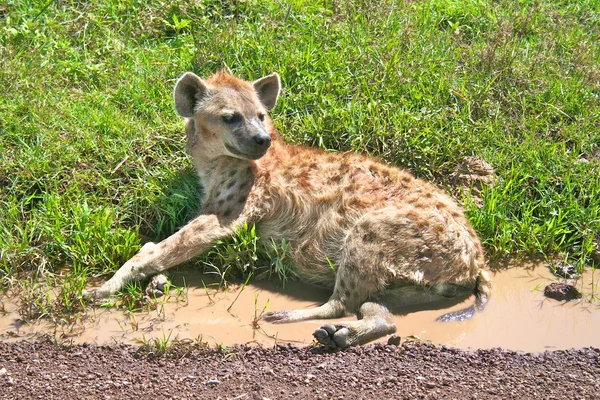 Hiena manchada descansando en una carretera en el parque nacional del Serengeti — Foto de Stock