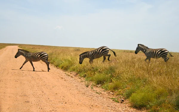 Tres cebras cruzando la carretera en el Parque Nacional del Serengeti, Tanzania —  Fotos de Stock
