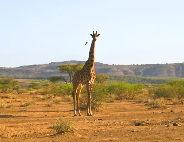 Giraffe walking in savannah — Stock Photo, Image