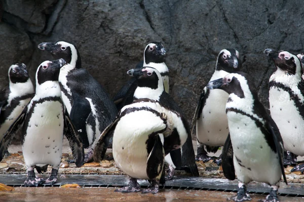 组的非洲企鹅，在新加坡动物园抢购 图库照片