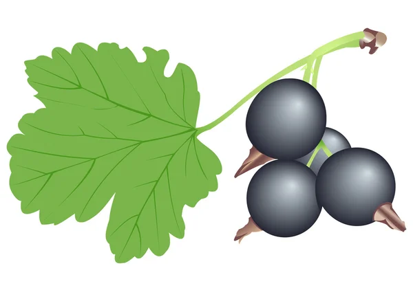 Svarta vinbär — Stock vektor