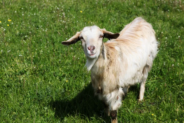 Stock image Curious lambs