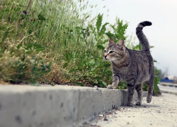 Зеленоглазый кот — стоковое фото