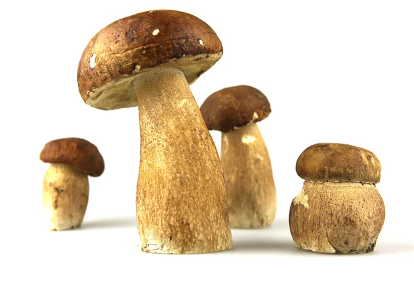 Stock image Mushrooms