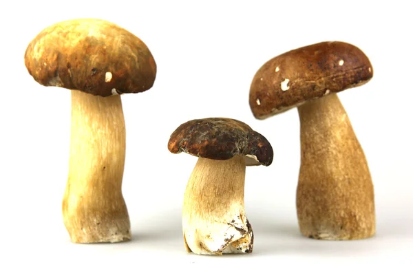 stock image Mushrooms