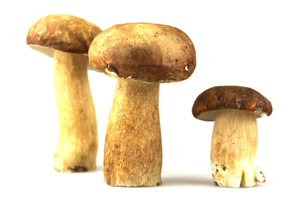 stock image Mushrooms