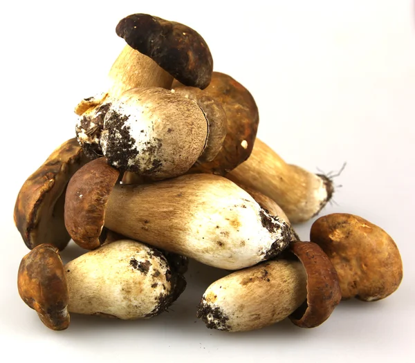 stock image Mushrooms