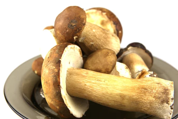 Mushrooms — Stock Image Mushrooms Royalty Free Stock Images
