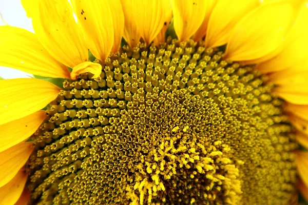 stock image Sunflower