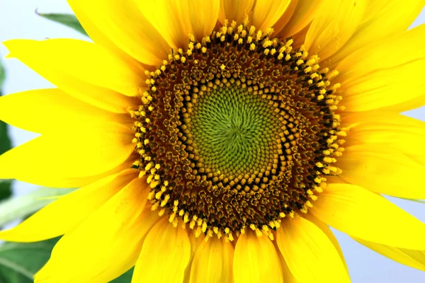 stock image Sunflower