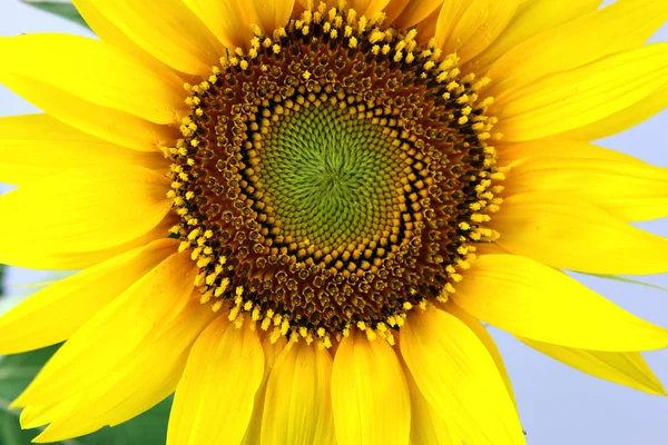 stock image Sunflower