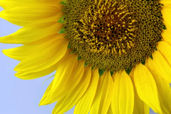 stock image Sunflower