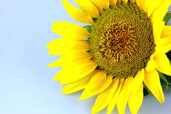 stock image Sunflower