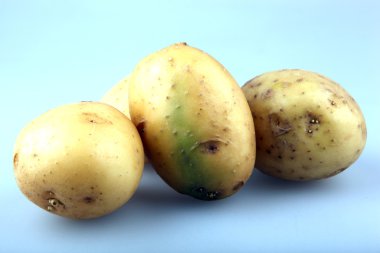 taze patates