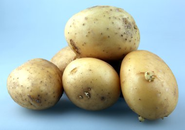 taze patates