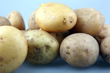 taze patates