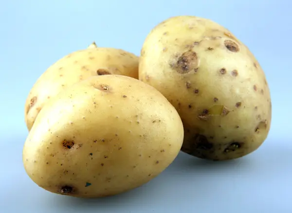 stock image Fresh potatoes