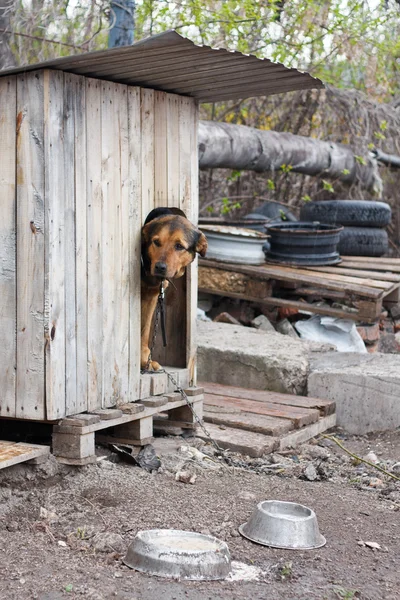 Одинокая собака — стоковое фото