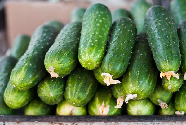 stock image Cucumbers