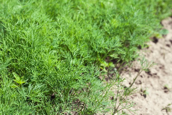 stock image Dill on the bed