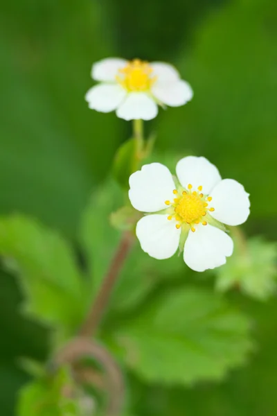 stock image Strawberry flowers