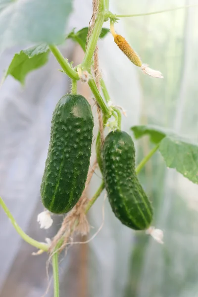 stock image Green cucumbers