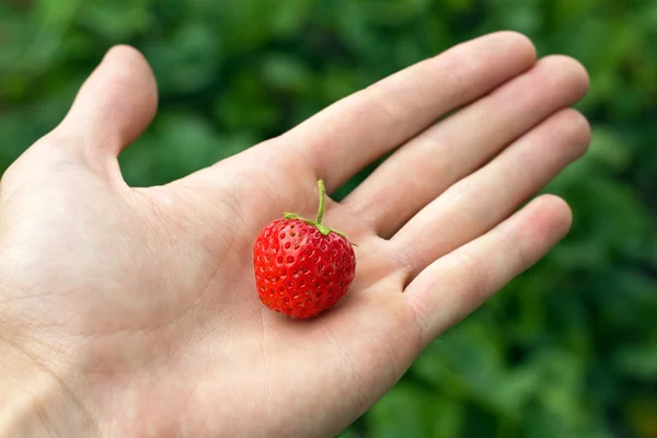 Fresh strawberry in hand — Stock Photo, Image