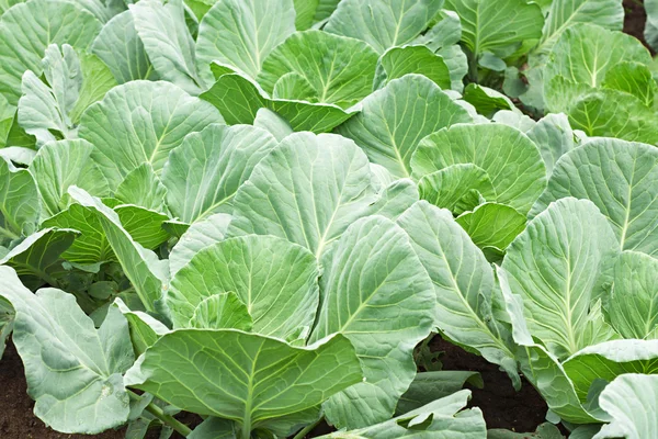 stock image Many green cabbages