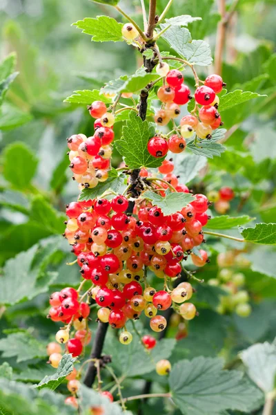 Red unripe currant on bush — Stock Photo, Image