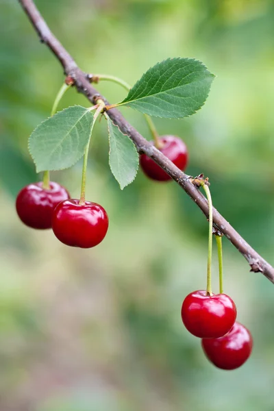 Красная вишня на ветке — стоковое фото