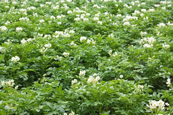 stock image Potato plants