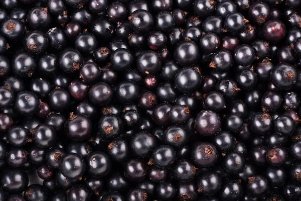 stock image Ripe black currant