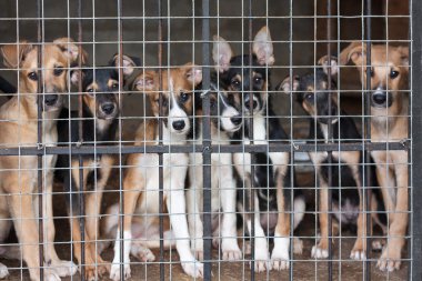 Many puppies locked in the cage clipart
