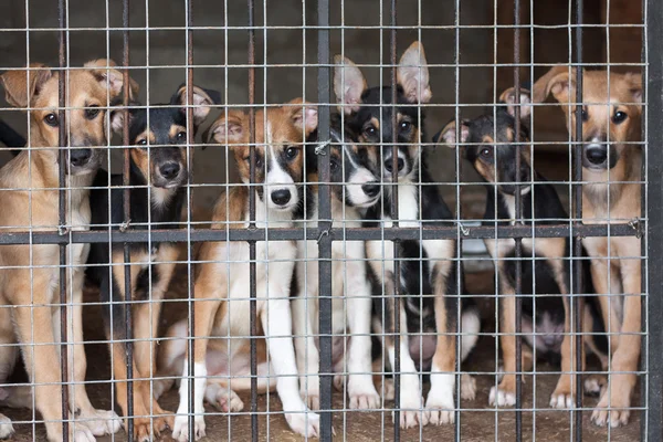 Veel puppy's vergrendeld in de kooi — Stockfoto