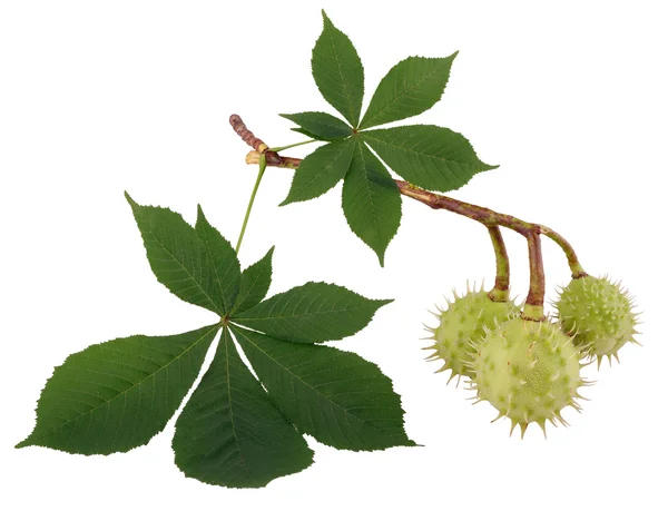 Chestnut branch with leaves — Stock Photo, Image