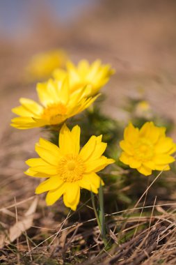 Adonis vernalis