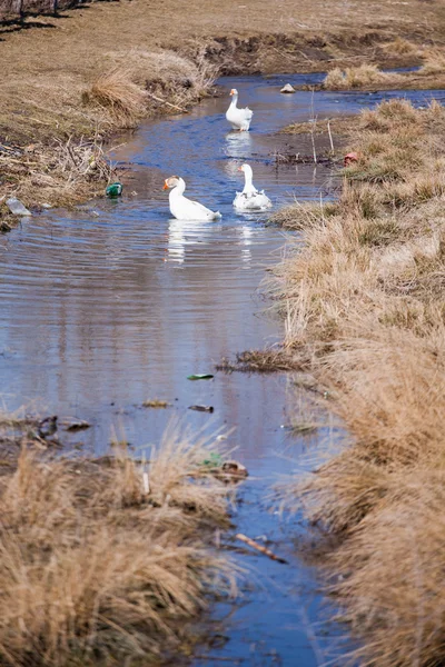 Gansos em água suja — Fotografia de Stock