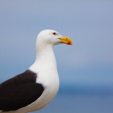 (Larus marinus)