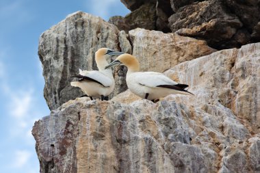 Gannets on cliffs clipart