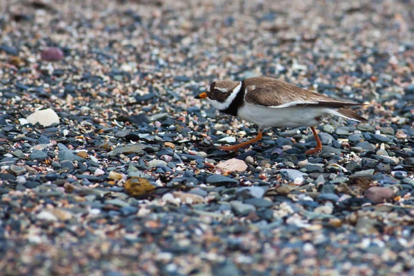 Ringed plover — Stock Photo, Image