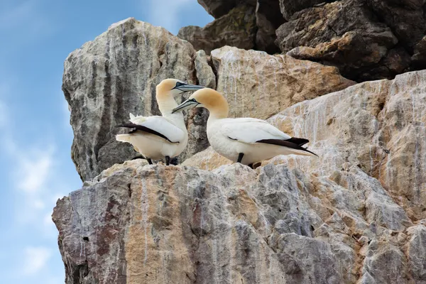Gannets sur les falaises — Photo