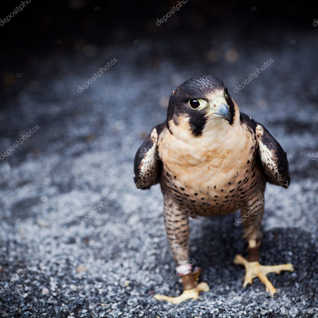 Peregrine Falcon Stock Photo Igabriela 6129442