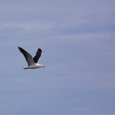 (Larus marinus)