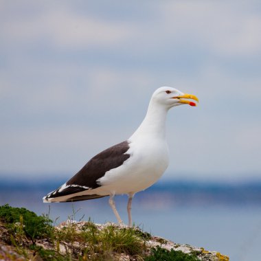 (Larus marinus)