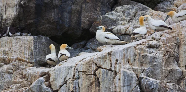 Gannets em falésias — Fotografia de Stock