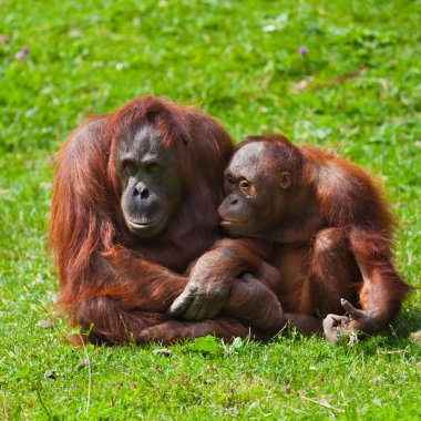 Orangutan mother and child clipart